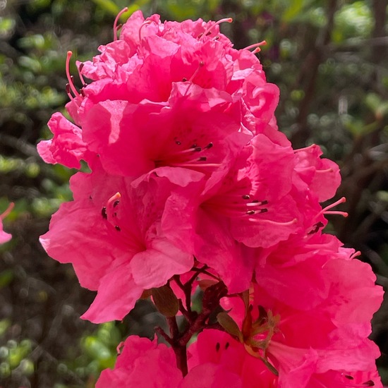 Rhododendron: Pflanze im Habitat Park in der NatureSpots App