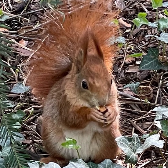 Eurasisches Eichhörnchen: Tier im Habitat Park in der NatureSpots App