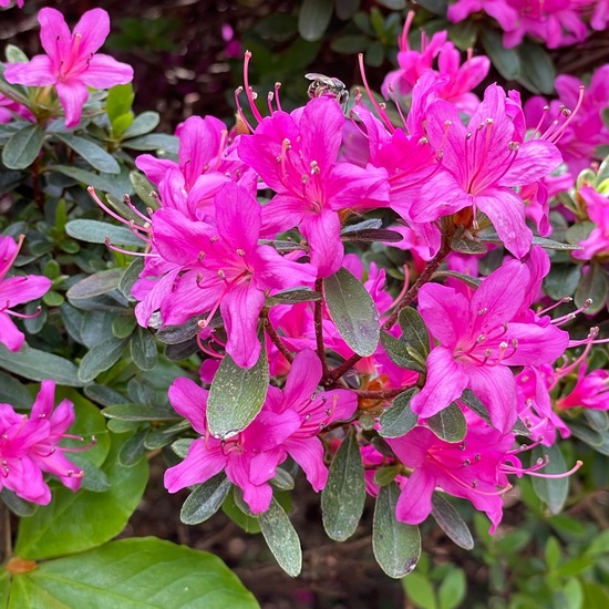 Rhododendron: Pflanze im Habitat Park in der NatureSpots App