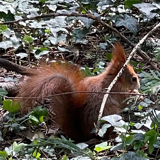 Eurasisches Eichhörnchen: Tier im Habitat Park in der NatureSpots App