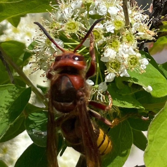 Hornissen: Tier im Habitat Garten in der NatureSpots App