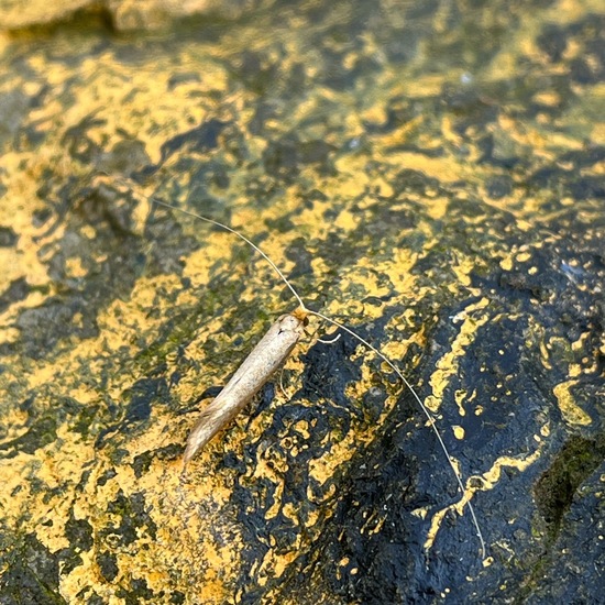 Nematopogon swammerdamella: Tier in der Natur in der NatureSpots App