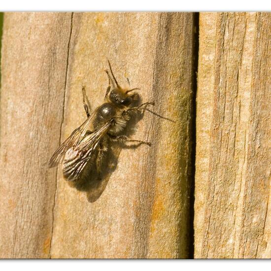 Chelostoma florisomne: Tier im Habitat Naturnahe Wiese in der NatureSpots App