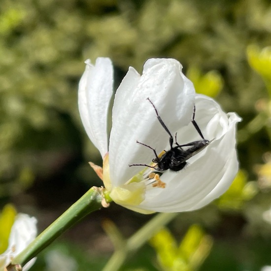 Märzfliege: Tier im Habitat Stadt und Garten in der NatureSpots App