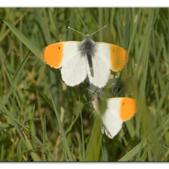 Aurorafalter: Tier im Habitat Landwirtschaftliche Wiese in der NatureSpots App