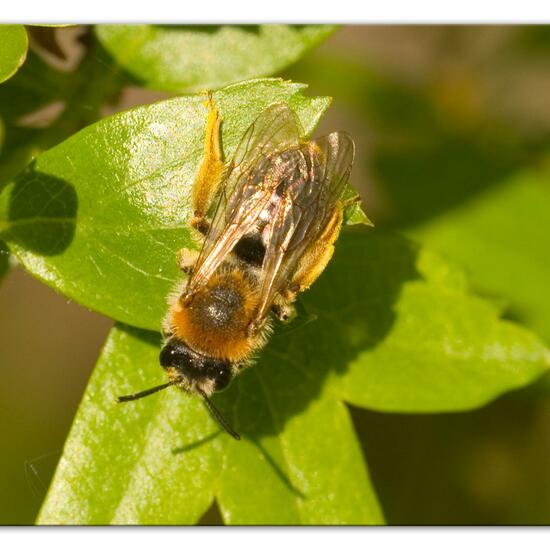 Rotschopfige Sandbiene: Tier im Habitat Naturnahe Wiese in der NatureSpots App