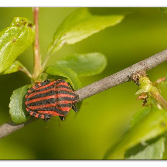 Graphosoma italicum: Tier im Habitat Grasland und Büsche in der NatureSpots App