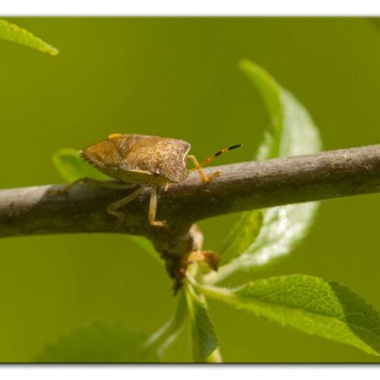 Peribalus strictus: Tier im Habitat Grasland und Büsche in der NatureSpots App