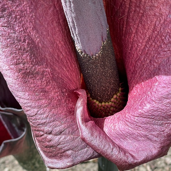 Amorphophallus: Pflanze im Habitat Garten in der NatureSpots App