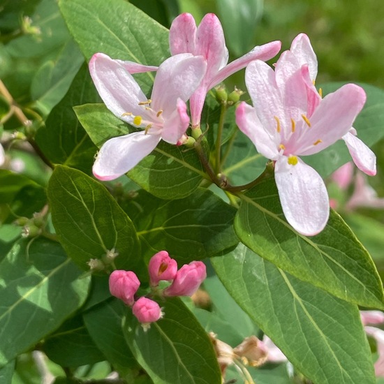 Tataren-Heckenkirsche: Pflanze im Habitat Garten in der NatureSpots App