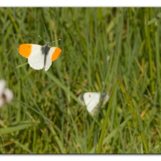 Aurorafalter: Tier im Habitat Landwirtschaftliche Wiese in der NatureSpots App