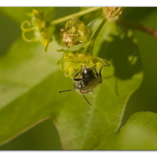 Eine unbekannte Art: Tier im Habitat Naturnahe Wiese in der NatureSpots App