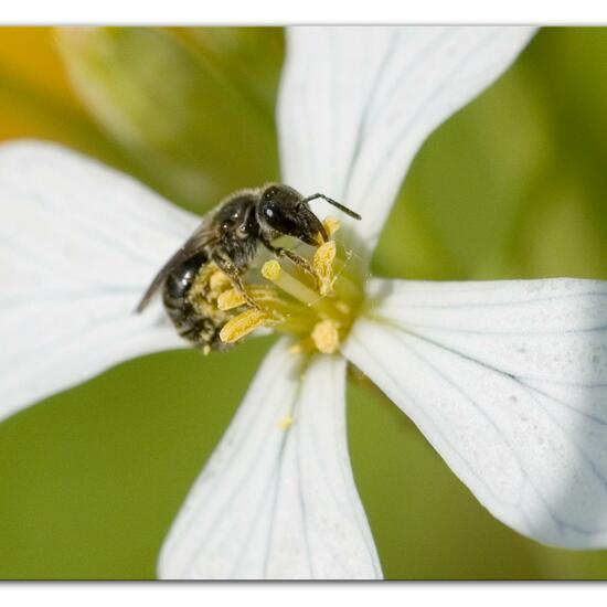 Eine unbekannte Art: Tier im Habitat Grasland und Büsche in der NatureSpots App