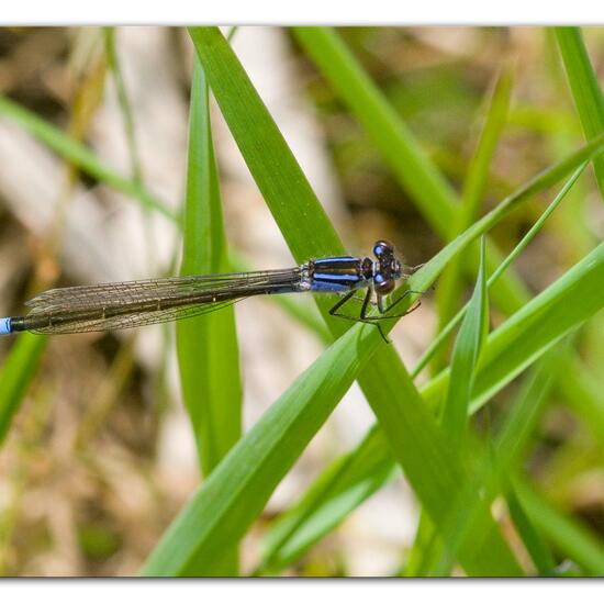 Große Pechlibelle: Tier im Habitat Ackerrandstreifen in der NatureSpots App