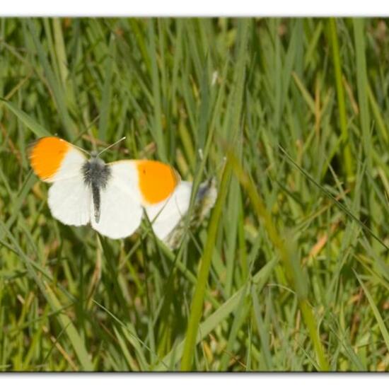 Aurorafalter: Tier im Habitat Landwirtschaftliche Wiese in der NatureSpots App