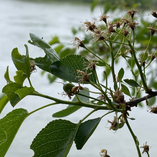 Steinweichsel: Pflanze im Habitat Auwald in der NatureSpots App