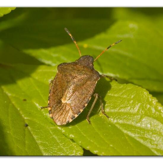 Peribalus strictus: Tier im Habitat Grasland und Büsche in der NatureSpots App