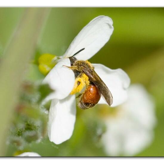 Andrena labiata: Tier im Habitat Grasland und Büsche in der NatureSpots App