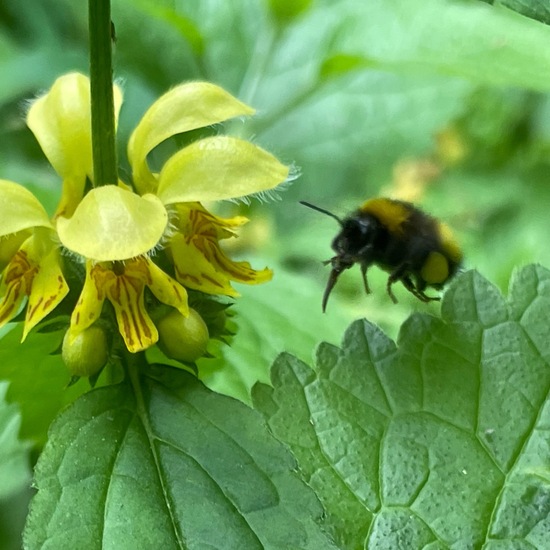 Hellgelbe Erdhummel: Tier im Habitat Auwald in der NatureSpots App