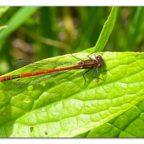 Frühe Adonislibelle: Tier im Habitat Ackerrandstreifen in der NatureSpots App