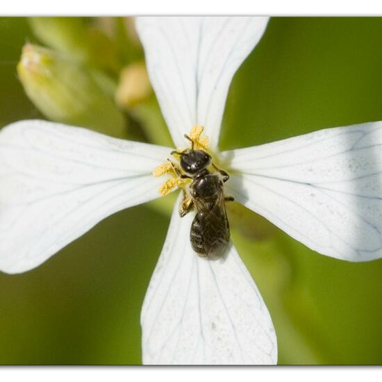 Eine unbekannte Art: Tier im Habitat Grasland und Büsche in der NatureSpots App