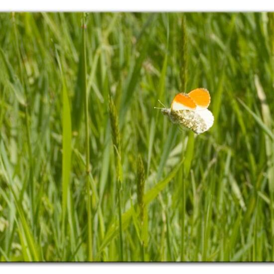 Aurorafalter: Tier im Habitat Landwirtschaftliche Wiese in der NatureSpots App