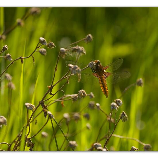 Plattbauch: Tier im Habitat Naturnahe Wiese in der NatureSpots App