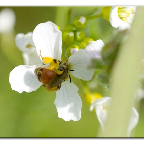 Andrena labiata: Tier im Habitat Grasland und Büsche in der NatureSpots App