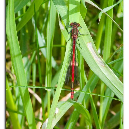 Frühe Adonislibelle: Tier im Habitat Ackerrandstreifen in der NatureSpots App