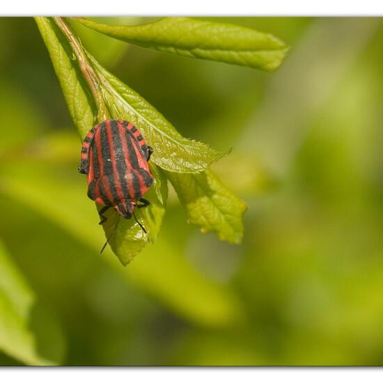 Graphosoma italicum: Tier im Habitat Grasland und Büsche in der NatureSpots App