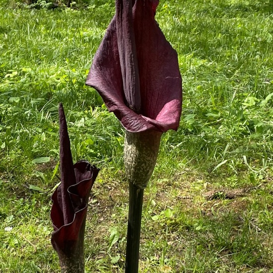 Amorphophallus: Pflanze im Habitat Garten in der NatureSpots App