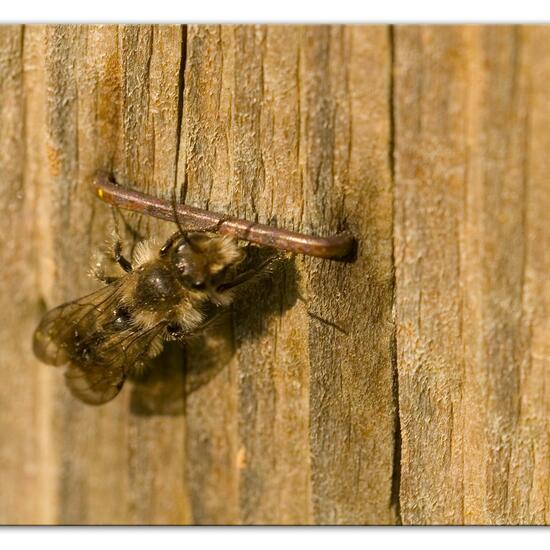 Chelostoma florisomne: Tier im Habitat Naturnahe Wiese in der NatureSpots App