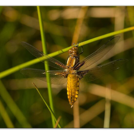 Plattbauch: Tier im Habitat Naturnahe Wiese in der NatureSpots App