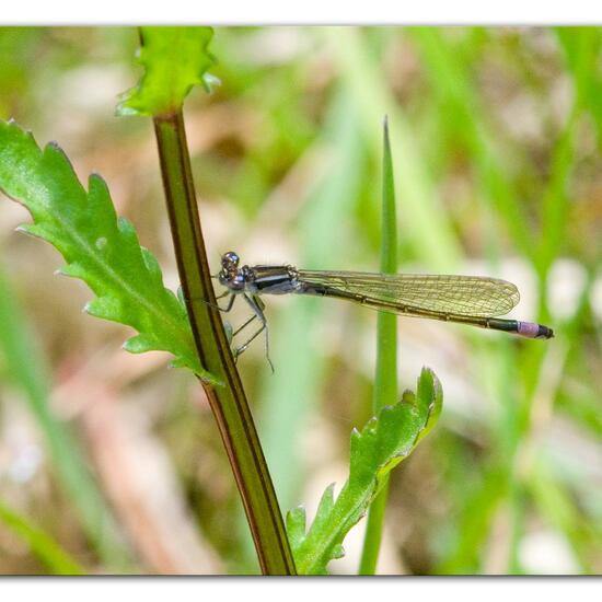 Große Pechlibelle: Tier im Habitat Ackerrandstreifen in der NatureSpots App