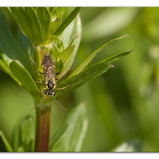 Aglaostigma fulvipes: Tier im Habitat Grasland und Büsche in der NatureSpots App