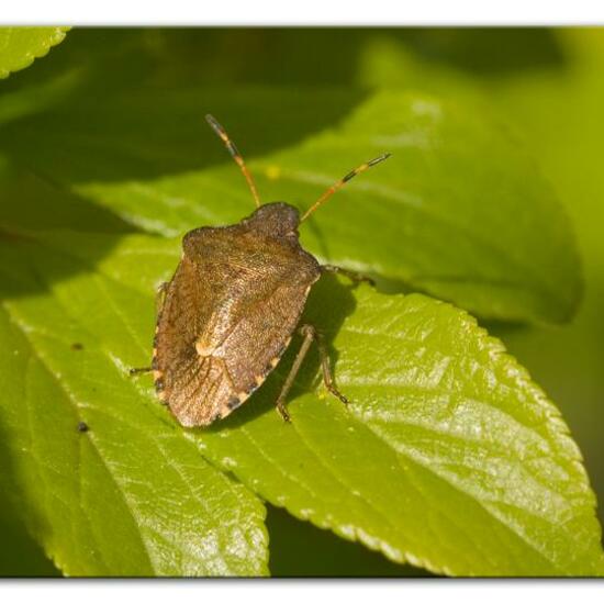 Peribalus strictus: Tier im Habitat Grasland und Büsche in der NatureSpots App