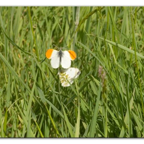 Aurorafalter: Tier im Habitat Landwirtschaftliche Wiese in der NatureSpots App