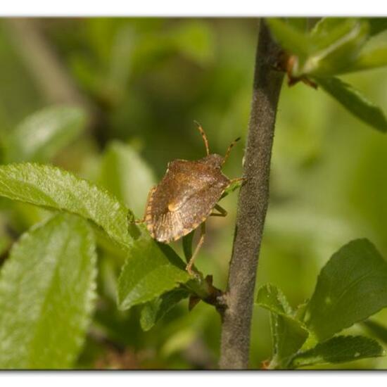 Peribalus strictus: Tier im Habitat Grasland und Büsche in der NatureSpots App