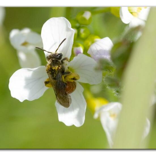 Andrena labiata: Tier im Habitat Grasland und Büsche in der NatureSpots App