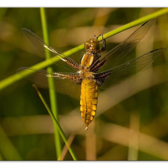 Plattbauch: Tier im Habitat Naturnahe Wiese in der NatureSpots App