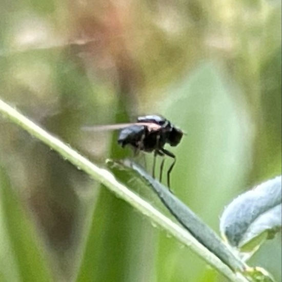 Minierfliegen: Tier im Habitat Garten in der NatureSpots App