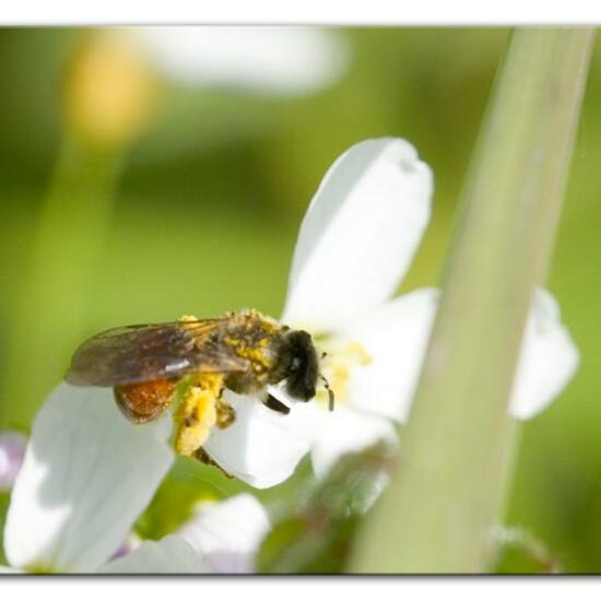 Andrena labiata: Tier im Habitat Grasland und Büsche in der NatureSpots App