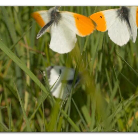 Aurorafalter: Tier im Habitat Landwirtschaftliche Wiese in der NatureSpots App