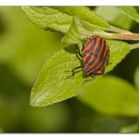 Graphosoma italicum: Tier im Habitat Grasland und Büsche in der NatureSpots App