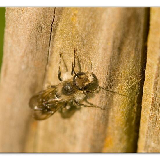 Chelostoma florisomne: Tier im Habitat Naturnahe Wiese in der NatureSpots App