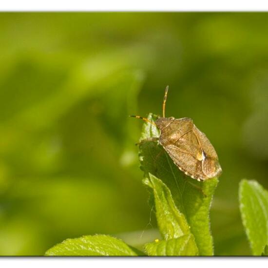 Peribalus strictus: Tier im Habitat Grasland und Büsche in der NatureSpots App