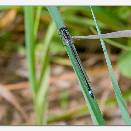 Große Pechlibelle: Tier im Habitat Ackerrandstreifen in der NatureSpots App