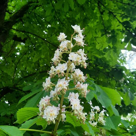 Gewöhnliche Rosskastanie: Pflanze im Habitat Stadt und Garten in der NatureSpots App