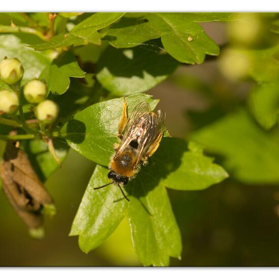 Rotschopfige Sandbiene: Tier im Habitat Naturnahe Wiese in der NatureSpots App