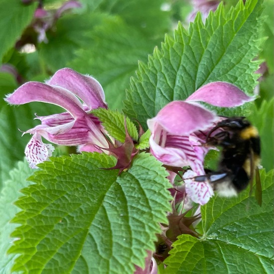 Riesen-Taubnessel: Pflanze im Habitat Garten in der NatureSpots App